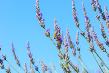 Lavender flowers and bees close-up, clear beautiful blue sky in the background, copy space