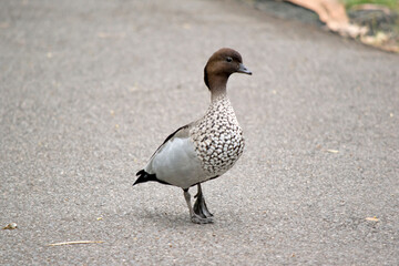 the male australian wood duck is walking on a path
