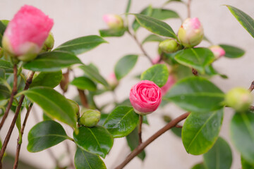 Pink Camellia flowers ( Japonica Camelia) on a lush green bush, close-up in the garden at rain