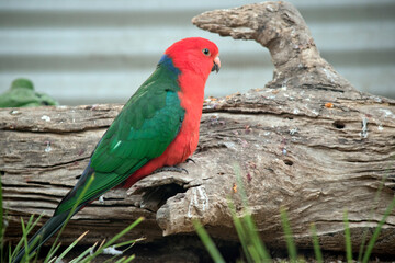 this is a side view of an Australian king parrot on a log