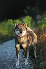 Close-up portrait of cute and beautiful japanese dog breed shikoku standing in the park in summer
