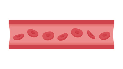 赤血球が流れる血管のイラスト
