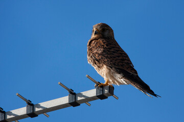common kestrel sitting on an antenna at sunset