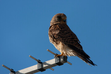 common kestrel looking out for prey