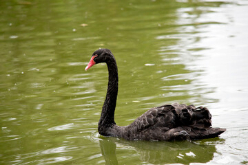 Fototapeta premium this is a side view of a black swan