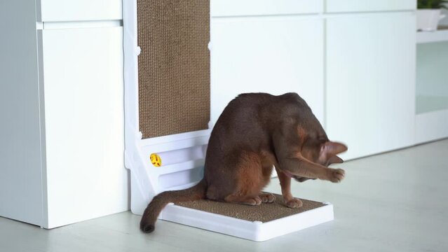 Blue Abyssinian cat with yellow eyes sitting and washes on cardboard scratch board at home. Corrugated Cardboard Cat Scratcher Refill Pads. Scratching Boards for domestic cat. Lifestyle and Pet love