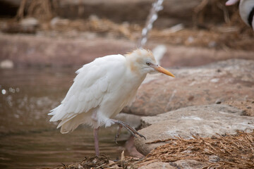 this is a side view of a cattle egret