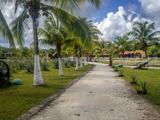 Obraz premium Dirt road, palm trees, agaves