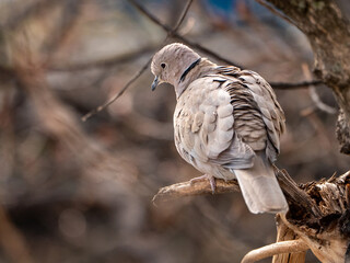 Tórtola turca: un retrato de la belleza natural