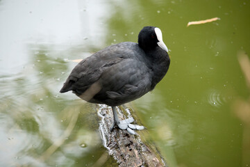 the Eurasian coot is standing on a log