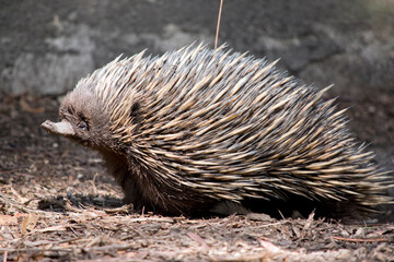 the short nosed echidna is smelling the air in an attempt to find food