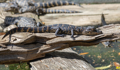 American Alligators basking in sun at an alligator farm in St. Augustine Florida.