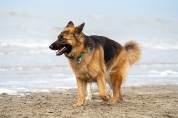 Fototapeta na wymiar King german shepherd dog on the beach