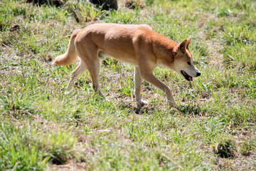 Naklejka na ściany i meble this is a side view of a golden dingo