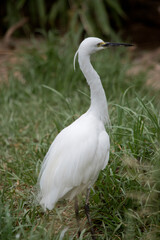the great egret is walking in tall grass