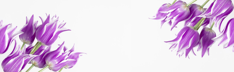 Beautiful composition spring flowers. Bouquet of purple tulips flowers on white background. Valentine's Day, Easter, Birthday, Happy Women's Day, Mother's Day. Flat lay, top view, copy space 
