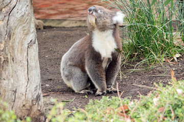 the koala is walking between trees looking for food