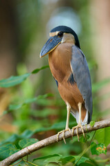 Boat-billed Heron roosting at the local pond 