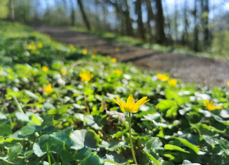 Yellow blossoming Lesser Celandine growing wild among trees in the forest in spring season