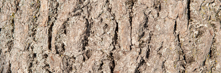 detail of the bark of a oak tree