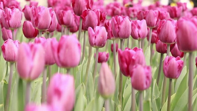 Field with pink tulips close-up. Tulip buds with selective focus. Natural landscape with spring flowers. World Tulip Day
