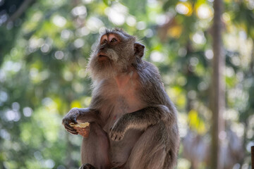 A long-tailed macaque holds a sweet potato in its hand