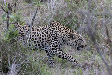 Stealthy Leopard.
A Leopard stalks it's prey through the bush
