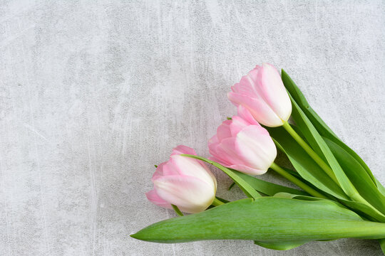 Pink tulips on a gray background isolated, copy space 