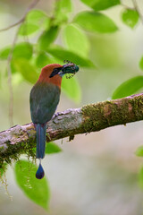 Broad-billed Motmot searching for a possible meal