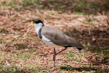 this is a side view of a masked lapwing