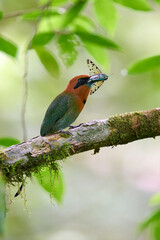 Broad-billed Motmot searching for a possible meal