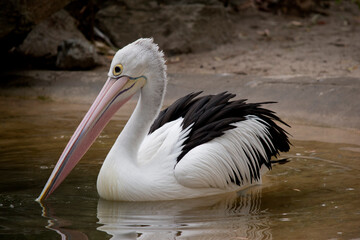 the Australian pelican is swimming in a river