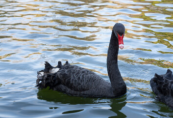 Close up to a wild black swan swimming into a park lake with watter refflections