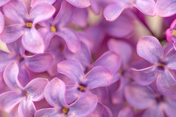 Naklejka na ściany i meble Violet purple lilac flowers background
