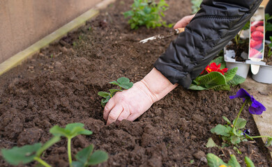 elderly woman's hands plant strawberries in the ground in the garden. spring work with seedling in the garden
