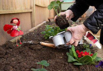 elderly woman's hands plant strawberries in the ground in the garden. spring work with seedling in the garden