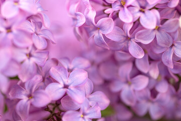 Obraz na płótnie Canvas Violet purple lilac flowers background