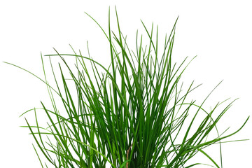 Bush of green juicy grass isolated on white or transparent background. Raster clipart. Natural...