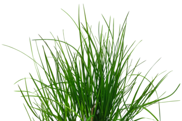 Bush of green juicy grass isolated on white or transparent background. Raster clipart. Natural design element