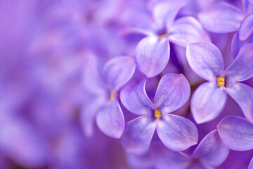 Fototapeta na wymiar Purple lilacs background
