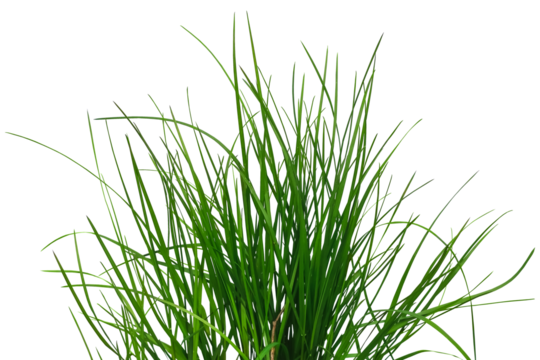 Bush of green juicy grass isolated on white or transparent background. Raster clipart. Natural design element