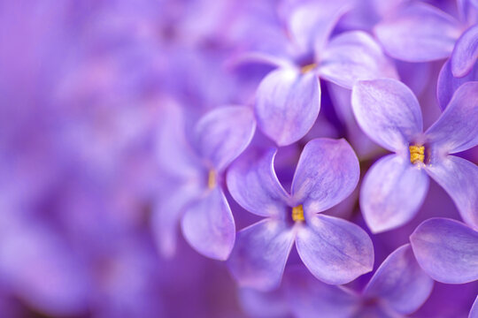 Purple lilacs background © Levon