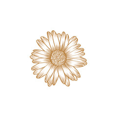 Free vector daisy flower engraved illustrations