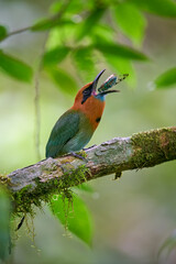 Broad-billed Motmot