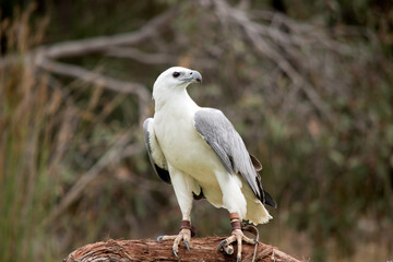 the sea eagle is perched on a log