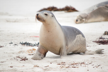 Naklejka premium the sea lion is walking on the beach at seal bay south australia