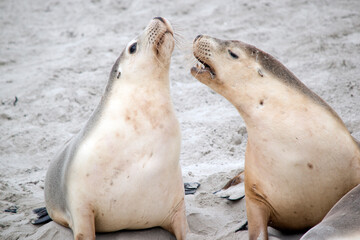 the sea lion are greeting each other on the beach