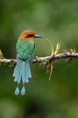 Broad-billed Motmot foraging for food