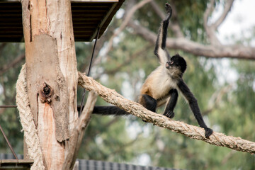 the spider monkey is walking along a rope