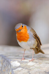Robin bird or Erithacus rubecula, standing on cliff in the Cactualdea Park in Gran Canaria, Spain.